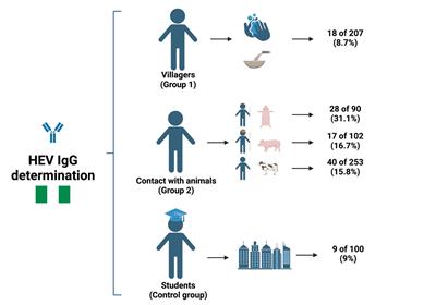 Butchering activity is the main risk factor for hepatitis E virus (Paslahepevirus balayani) infection in southwestern Nigeria: a prospective cohort study